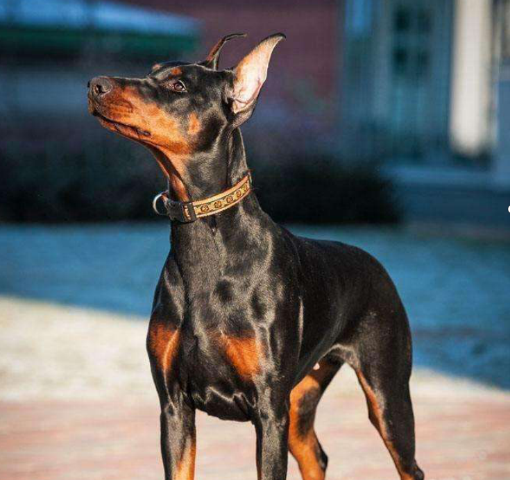 杜宾犬世界排名前四的警犬