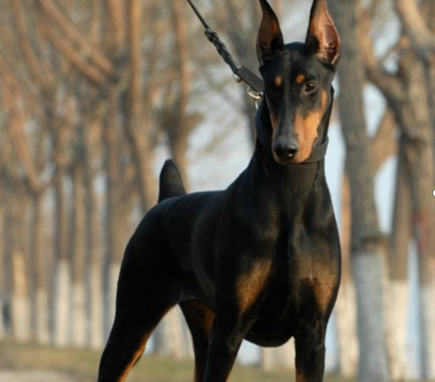 杜宾犬世界排名前四的警犬