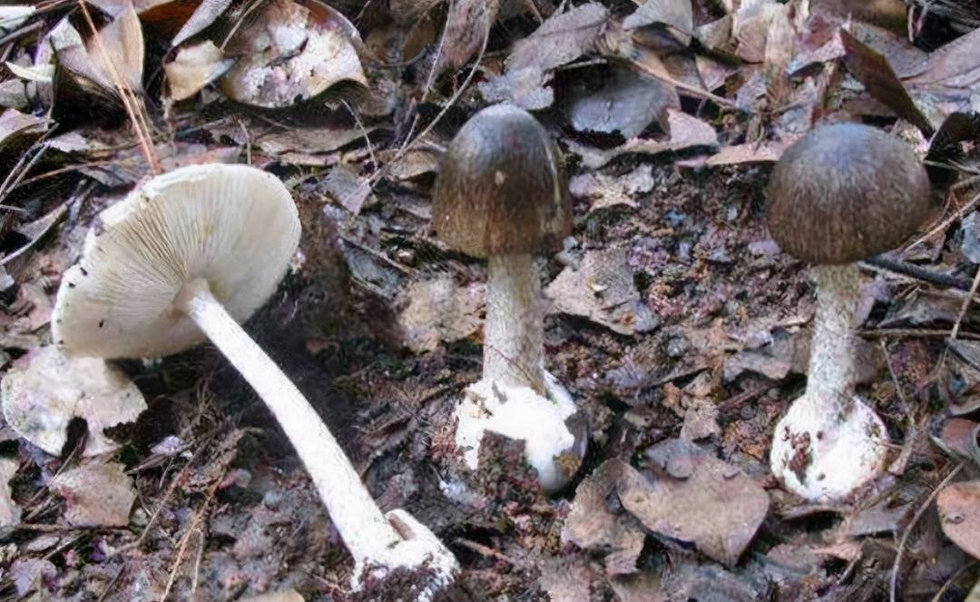 十年来稳居食源性死亡之首,“采食毒蘑菇”为何如此难以撼动? - 今日通川