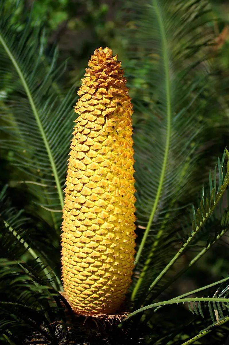 级保护区就位于攀枝花,苏铁与大熊猫,恐龙化石一起并称为"巴蜀三宝"