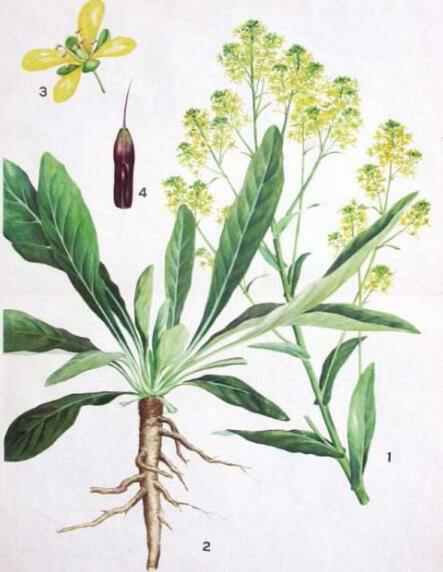 菘蓝之根即为板蓝根,叶子可作国画颜料(来源:中草药网)颜料是国画材质