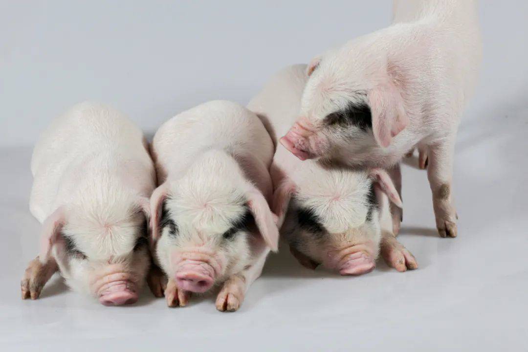 杀年猪过小年我国土猪种类你知道多少