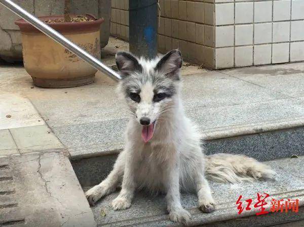 小狐狸多次闯进攀枝花一小学已被抓捕将放归山林